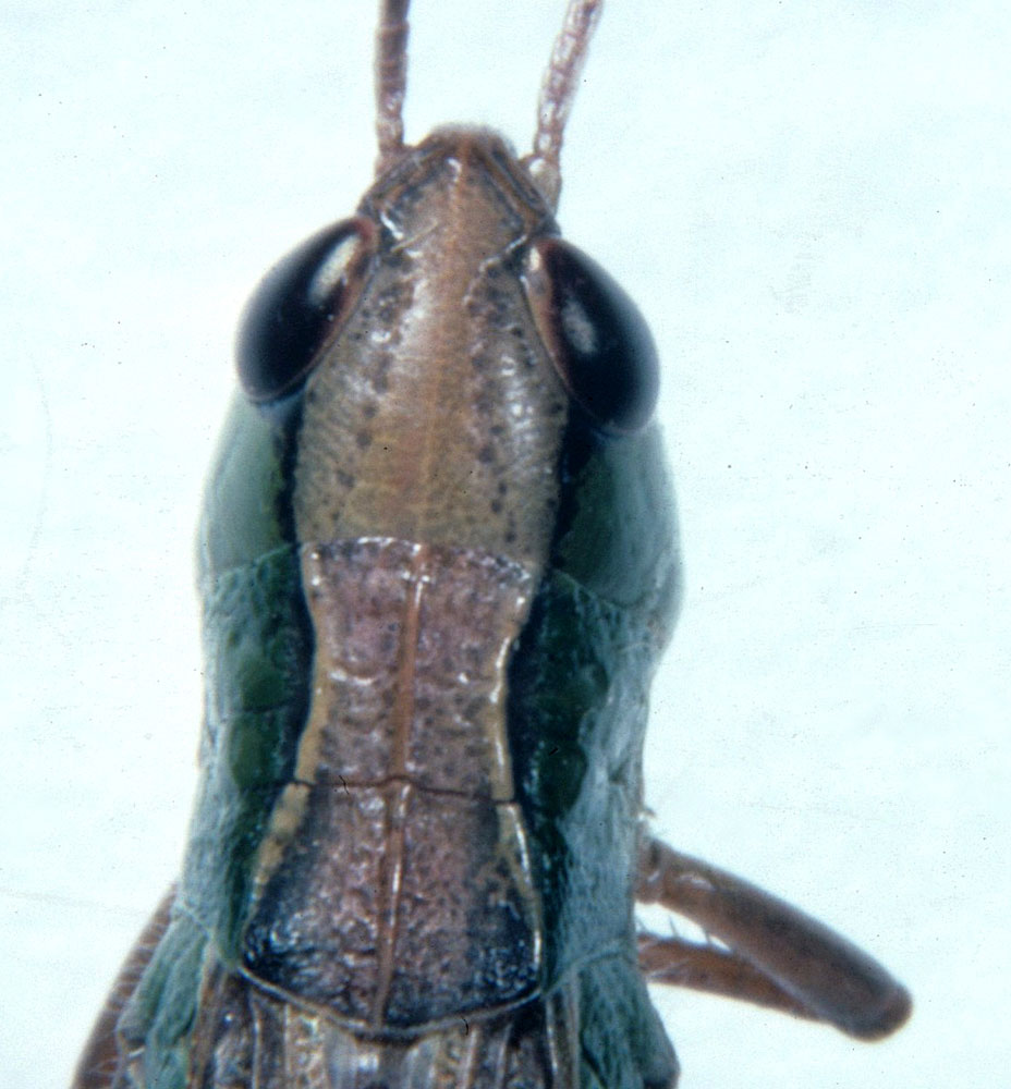  Fig. 7, dorsal view of head and pronotum of adult female 