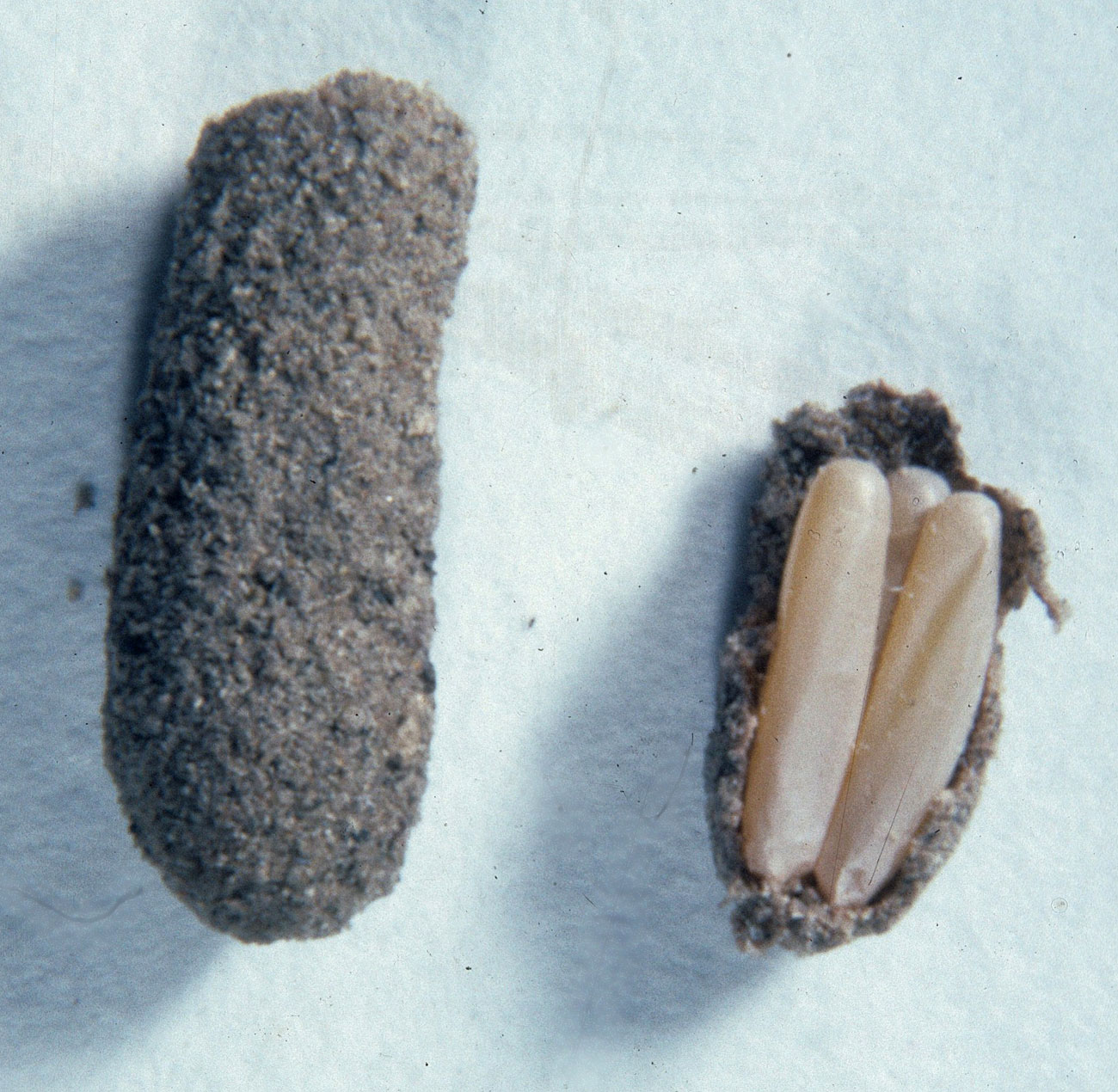  Fig. 9, a whole egg pod and one opened to show eggs 