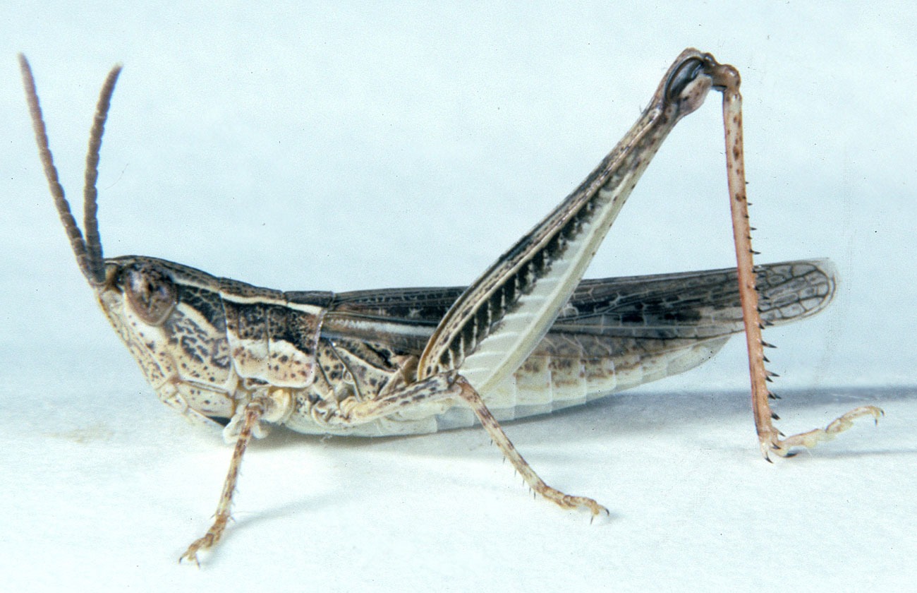  Fig. 7, adult female: BL 21-23.5 mm, FL 12-12.8 mm, AS 24-25 