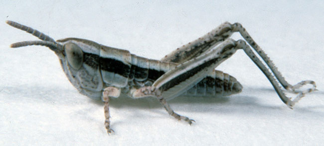  Fig. 1, first instar: BL 5.2-6.0 mm, FL 3.2-3.4 mm, AS 13 