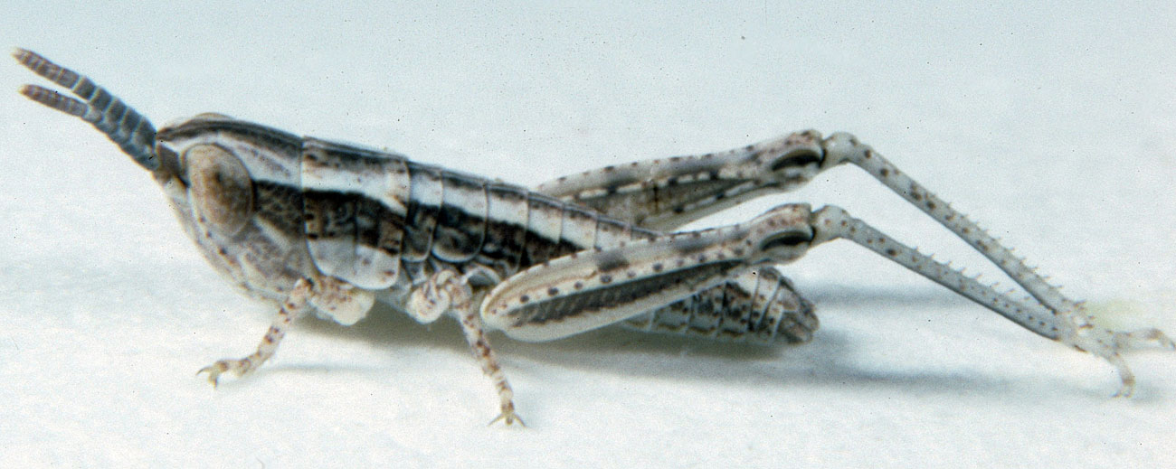  Fig. 2, second instar: BL 8.2-8.8 mm, FL 4.5-4.8 mm, AS 17 