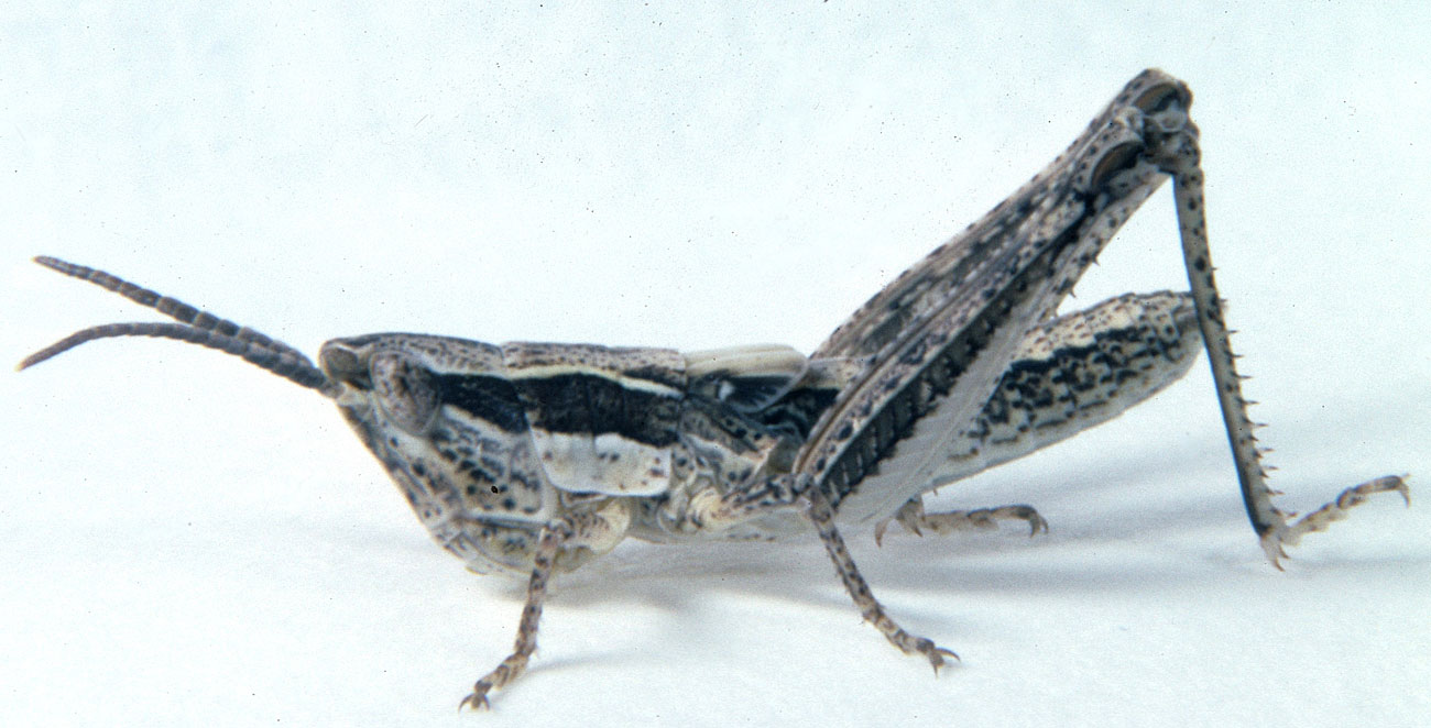  Fig. 4, fourth instar: BL 9.7-13.1 mm, FL 5.7-8.0 mm, AS 21-22 