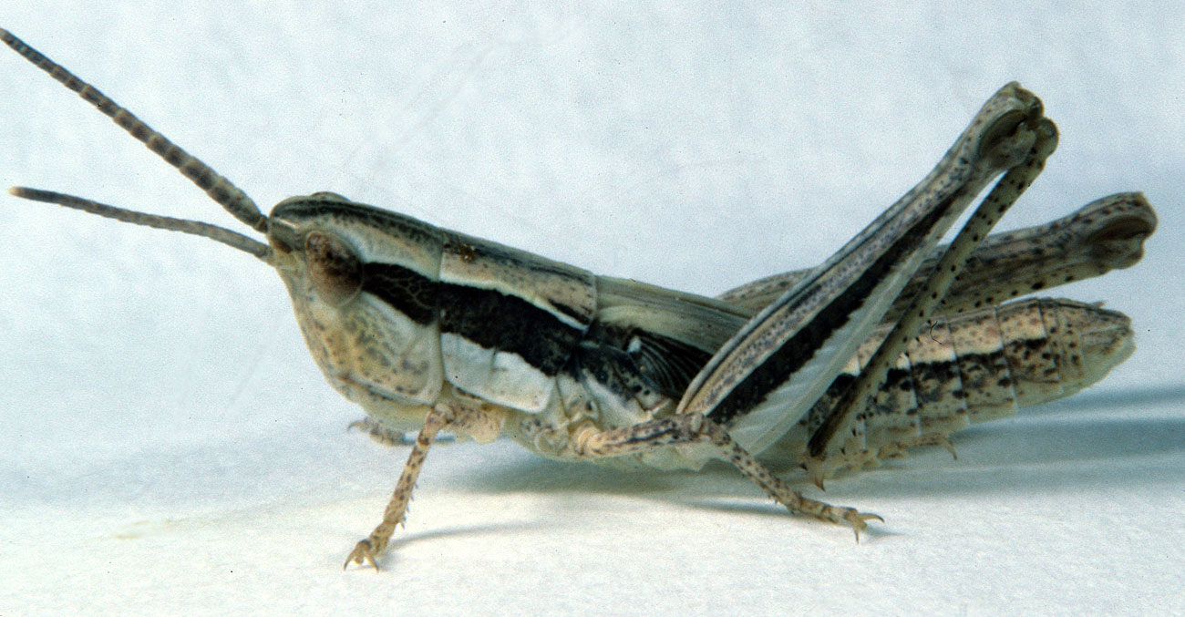  Fig. 5, fifth instar: BL 12.7-16 mm, FL 7.9-9.8 mm, AS 22-24 