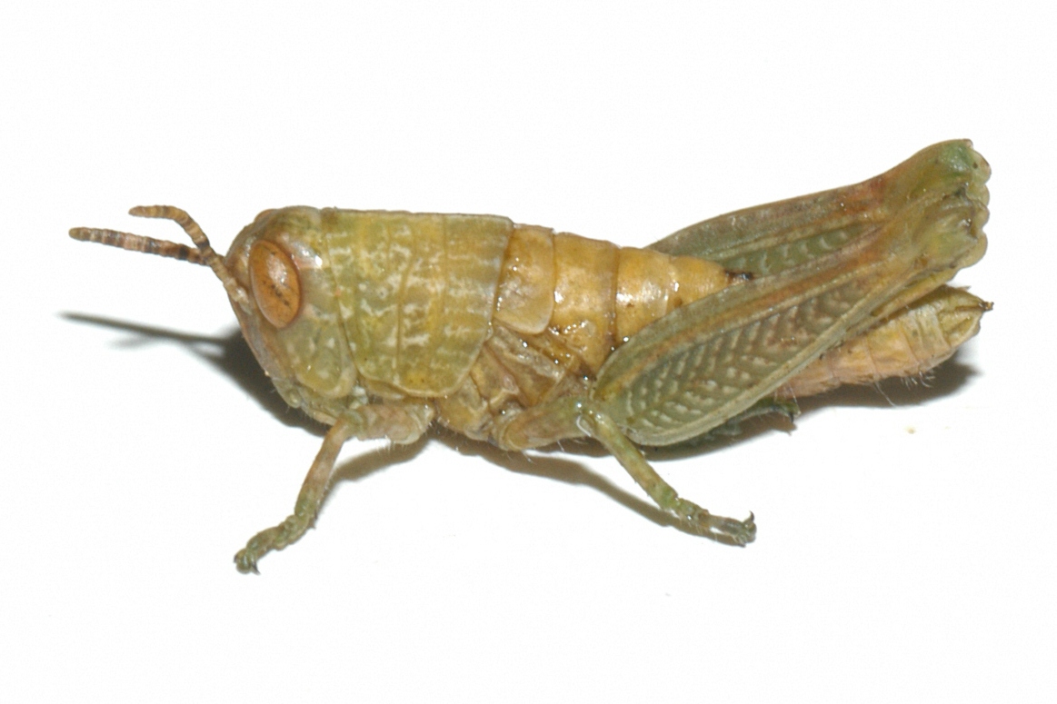  Fig. 2, third instar 