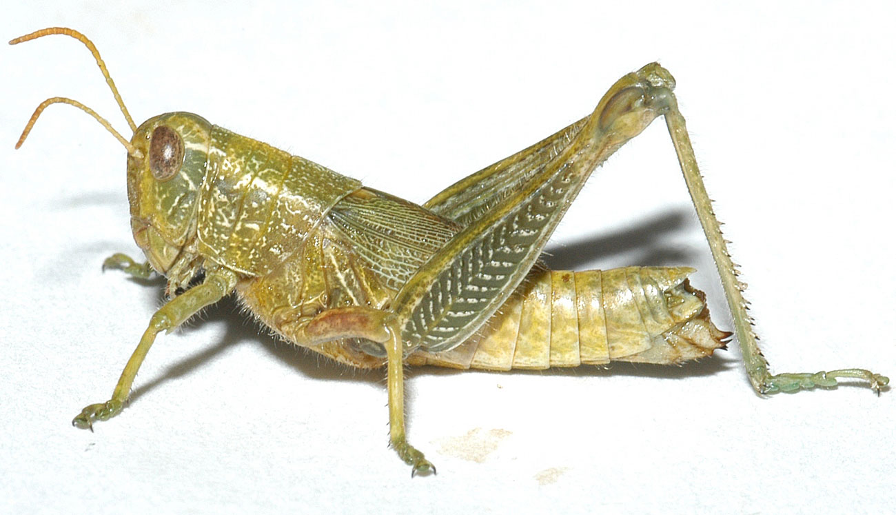 Campylacantha olivacea female