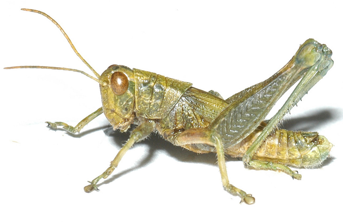 Campylacantha olivacea male