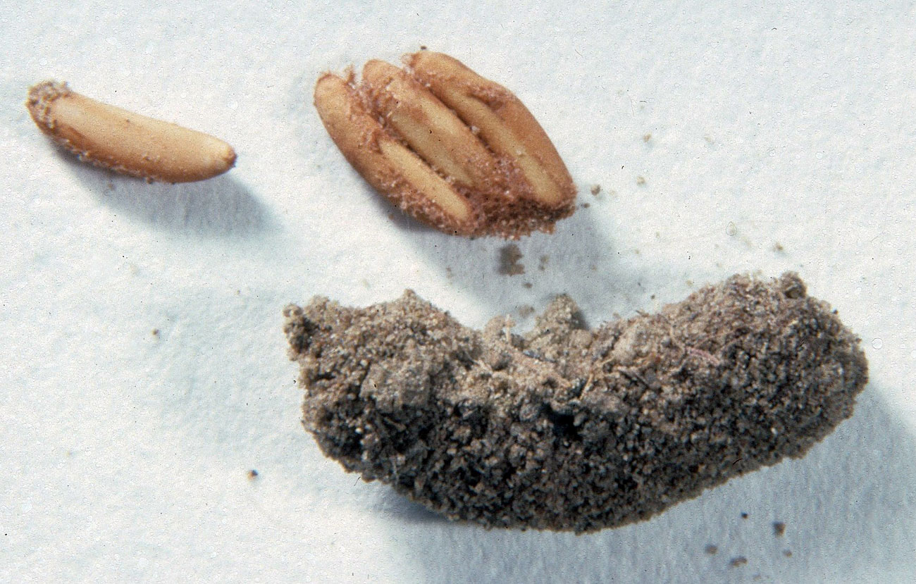  Fig. 10, egg pod and four loose eggs 