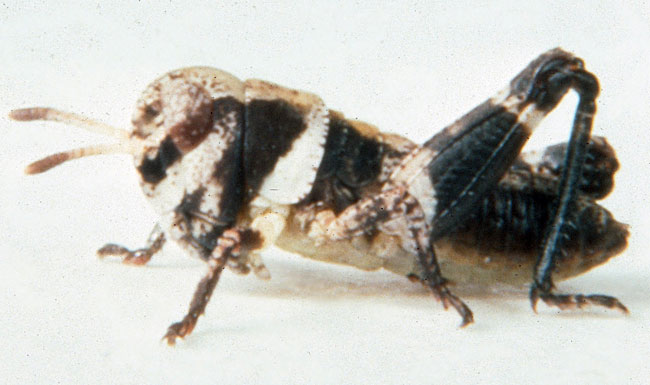  Fig. 1, first instar: BL 4.2-5.5 mm, FL 2.4-2.7 mm, AS 11-13 