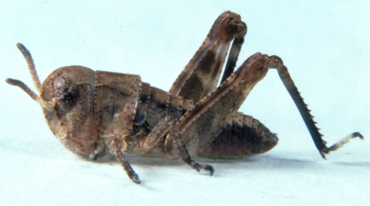  Fig. 2, second instar: BL 5-7.1 mm, FL 3.4-3.8 mm, AS 14-16 