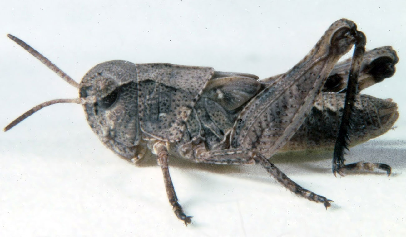  Fig. 4, fourth instar: BL 10-14.15 mm, FL 6-7.2 mm, AS 20-22 