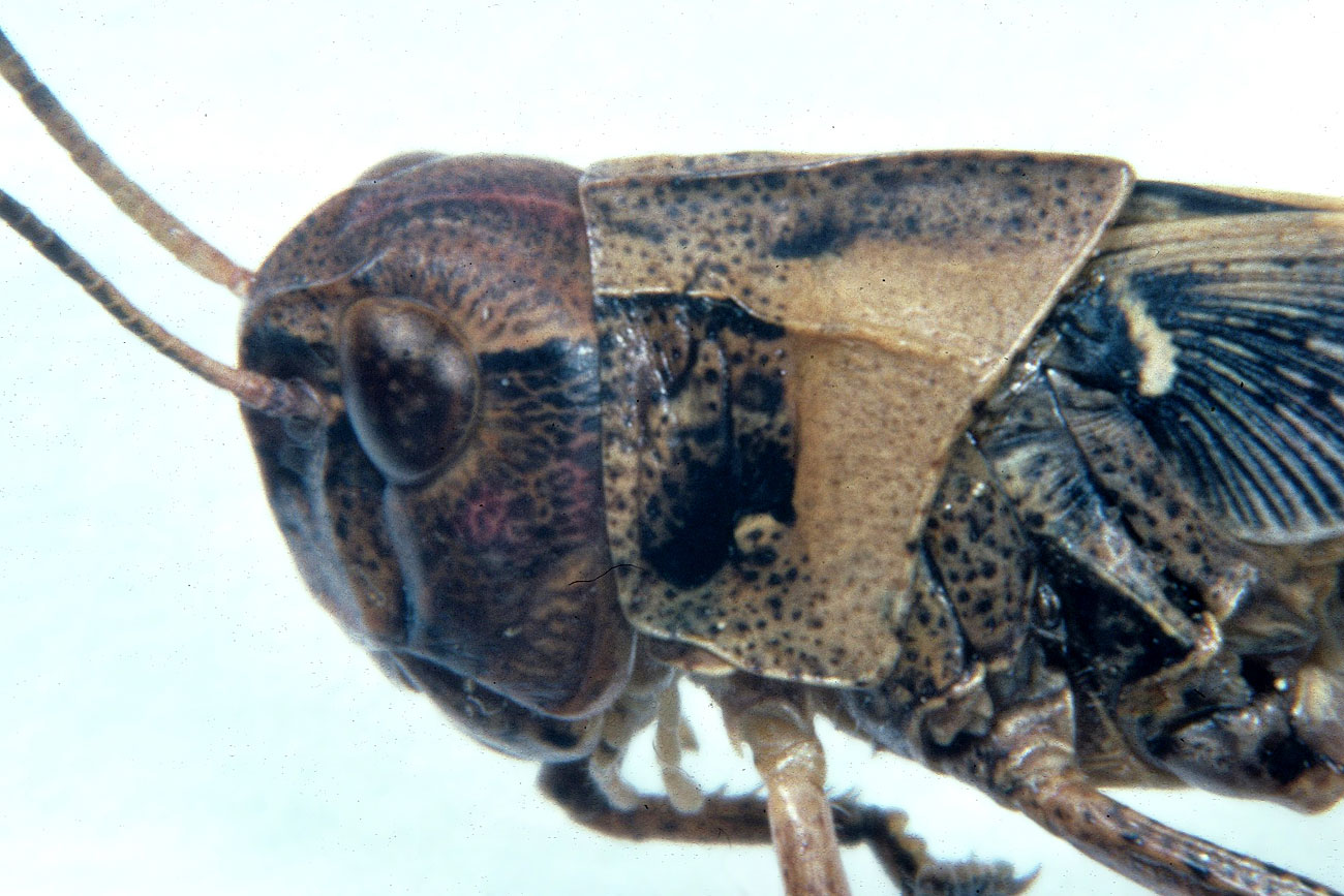  Fig. 9, note lateral foveola on head and carinae on pronotum 