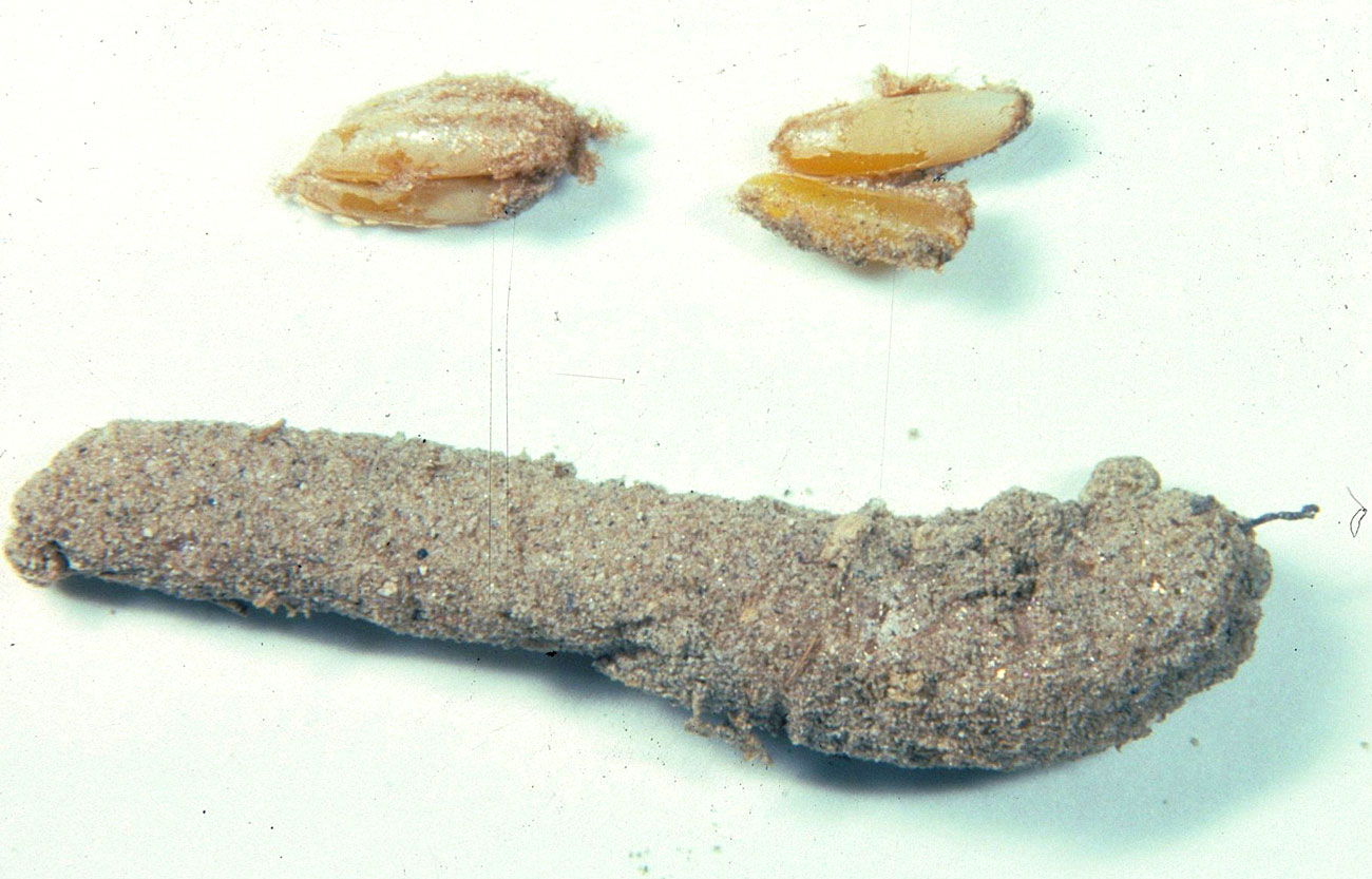  Fig. 10, egg pod and several loose eggs 
