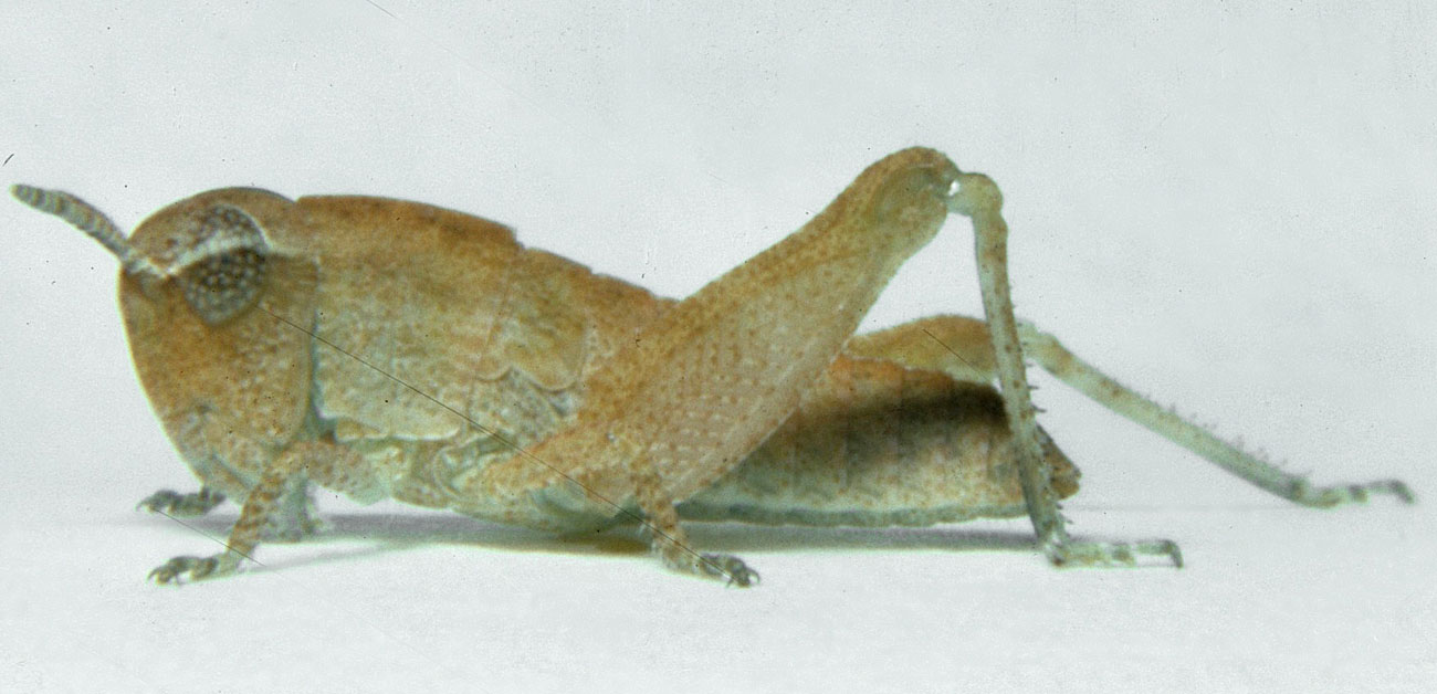  Fig. 2, second instar: BL 7.8-10.1 mm, FL 4.6-5.1 mm, AS 16-17 