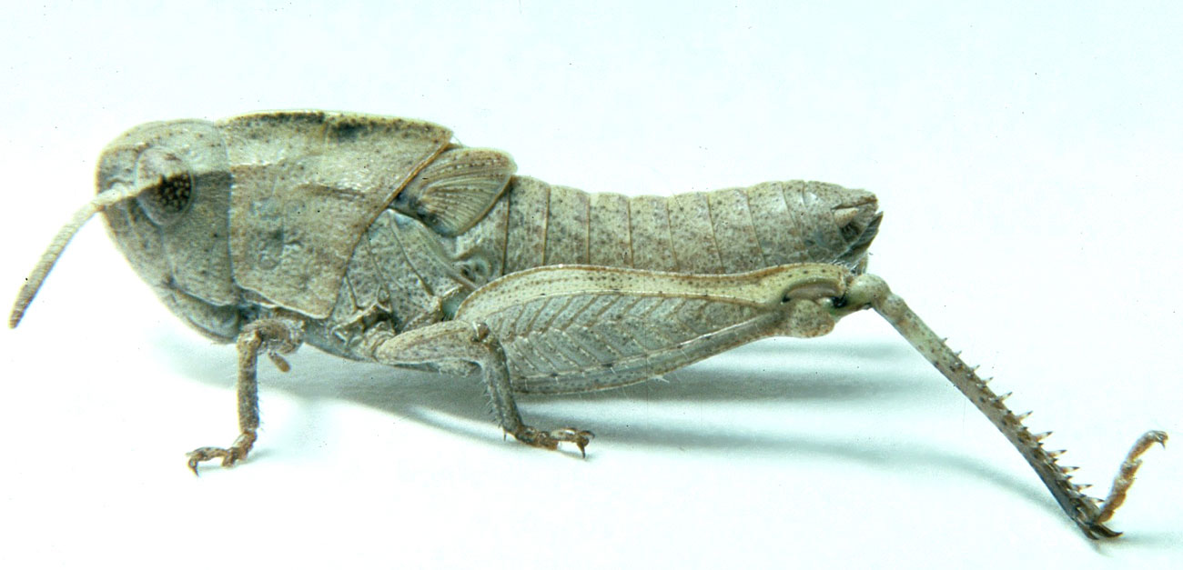  Fig. 4, fourth instar: BL 13.5-15 mm, FL 7.1-8.2 mm, AS 20-21 