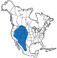  Geographic range of  Derotmema haydeni  (Thomas) 