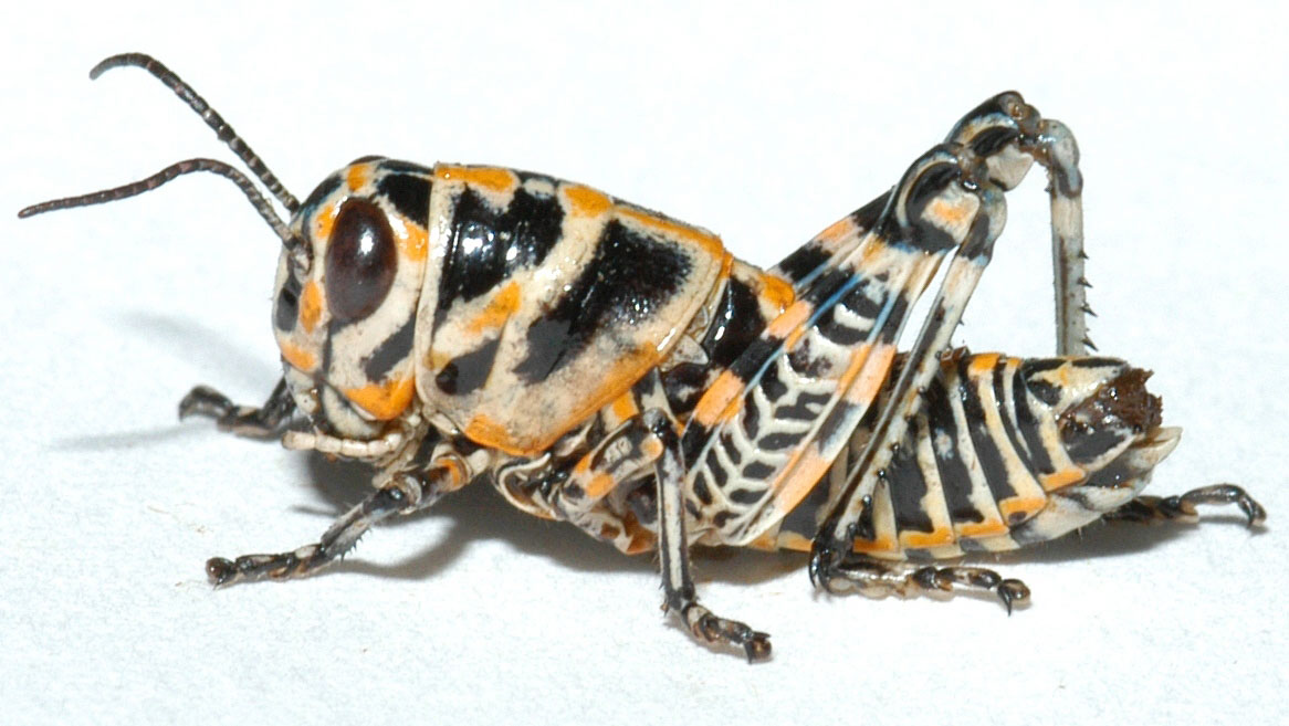  Fig. 2, third instar 