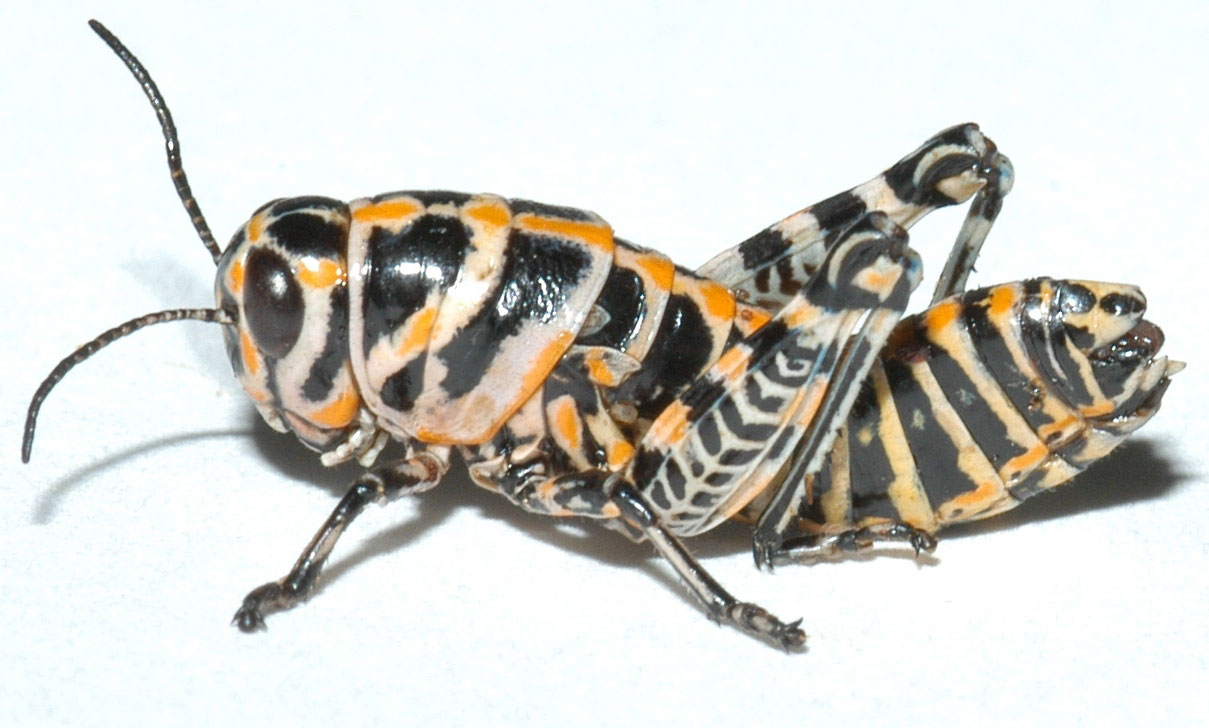  Fig. 3, fourth instar 