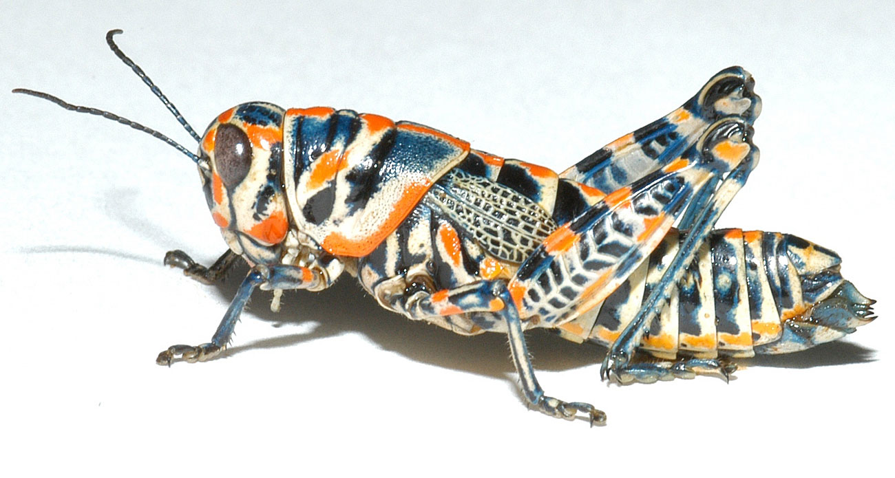 Dactylotum bicolor female