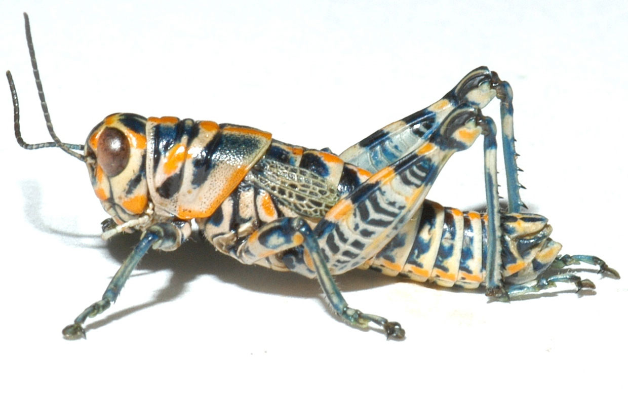 Dactylotum bicolor male