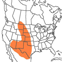  Geographic range of  Dactylotum bicolor  (Thomas) 