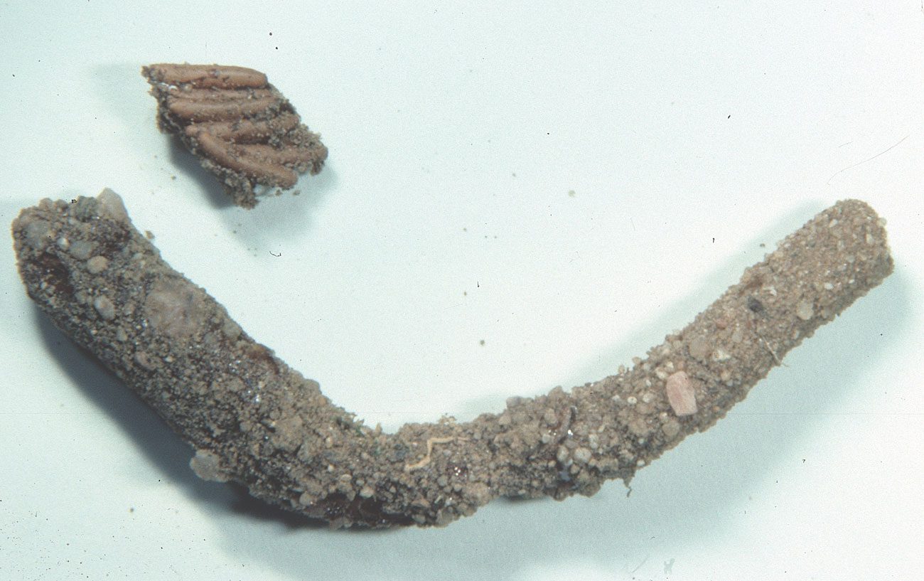  Fig. 10, egg pod and several exposed eggs 