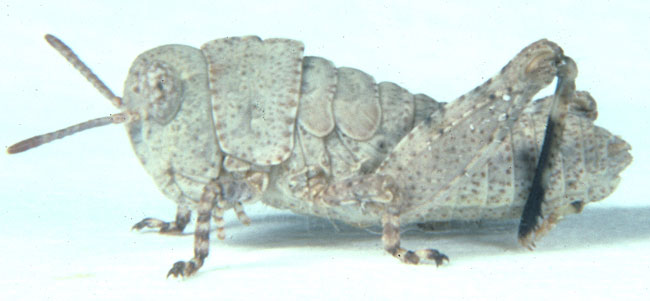  Fig. 1, first instar: BL 6.5-7 mm, FL 3.5-3.8 mm, AS 12-14 