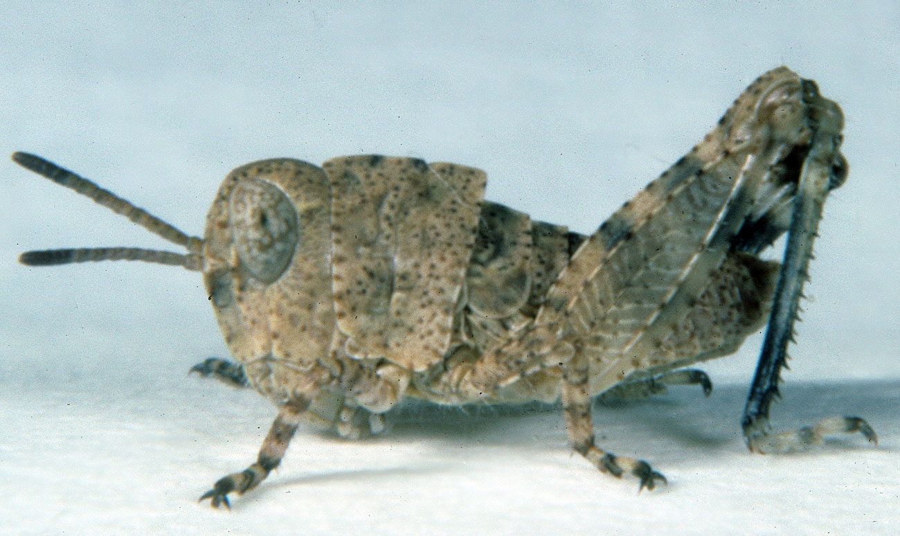  Fig. 2, second instar: BL 7.8-9.1 mm FL 3.7-4.2 mm AS 15-16.
