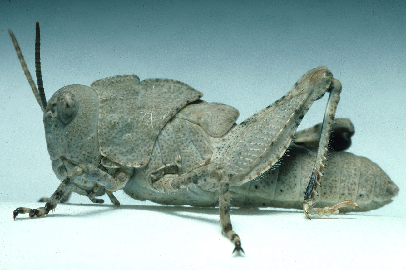  Fig. 4, fourth instar males: BL 13-15 mm, FL 7-7.5 mm, AS 21-23;  females: BL 16-20.5 mm, FL 9.3-10.3 mm, AS 20-21 