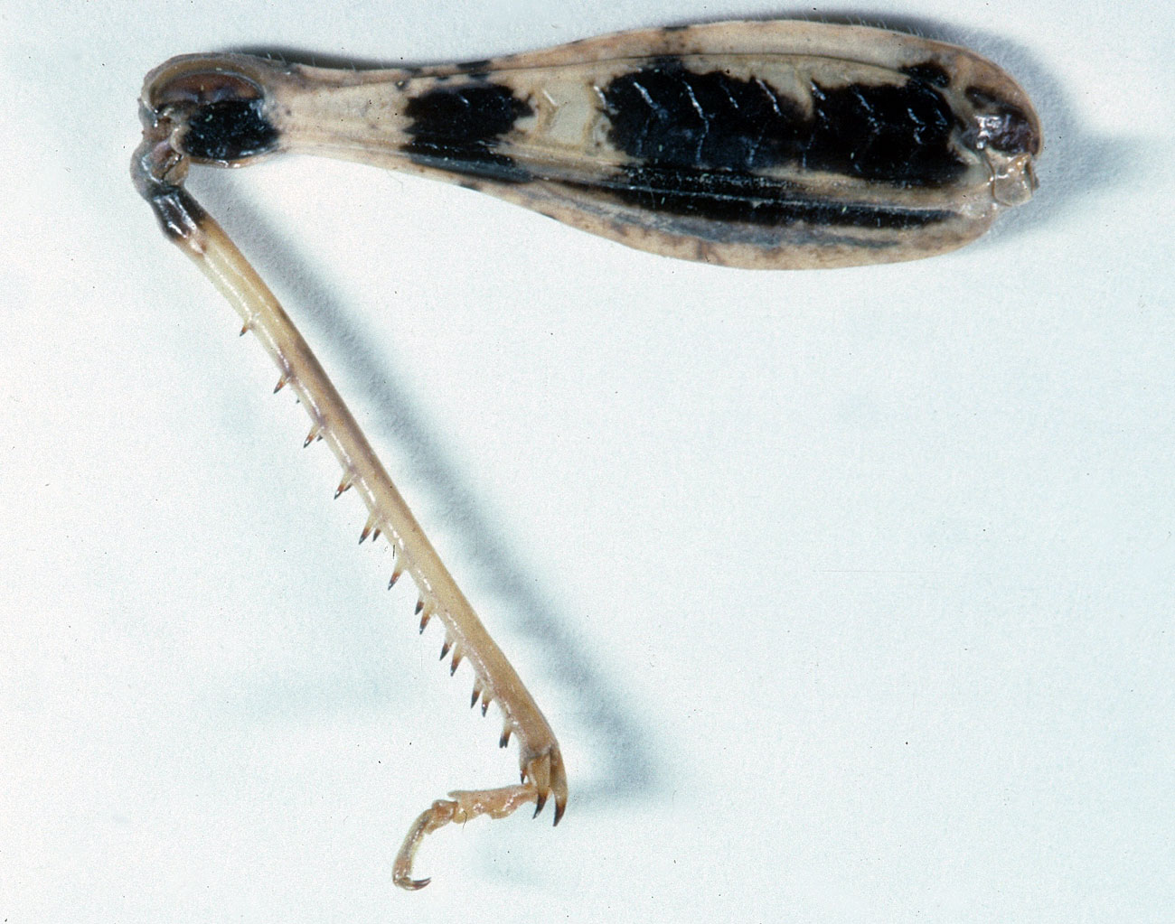  Fig. 9, inner surface of left hind leg of adult female 