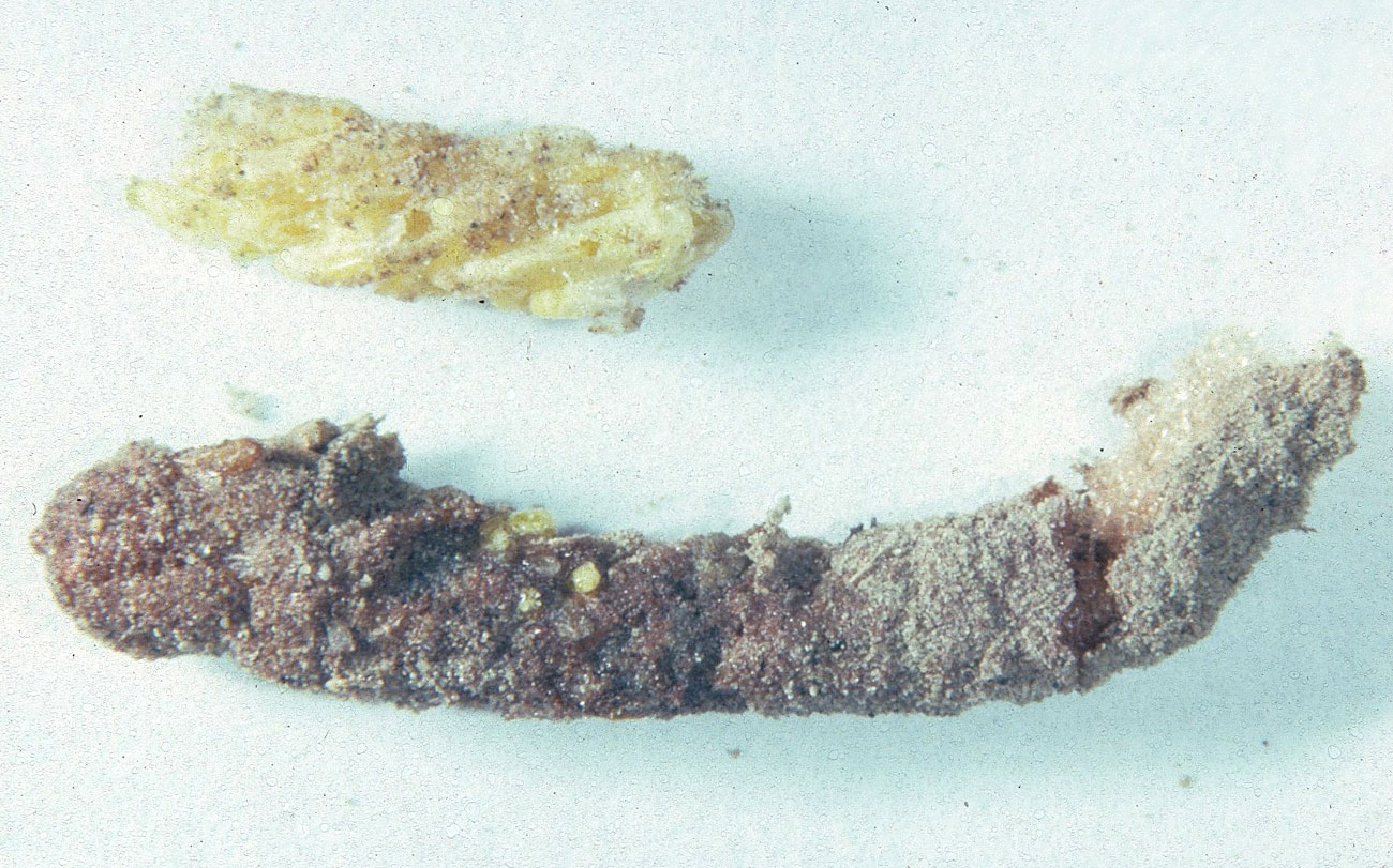  Fig. 10, egg pod and exposed eggs of another pod 