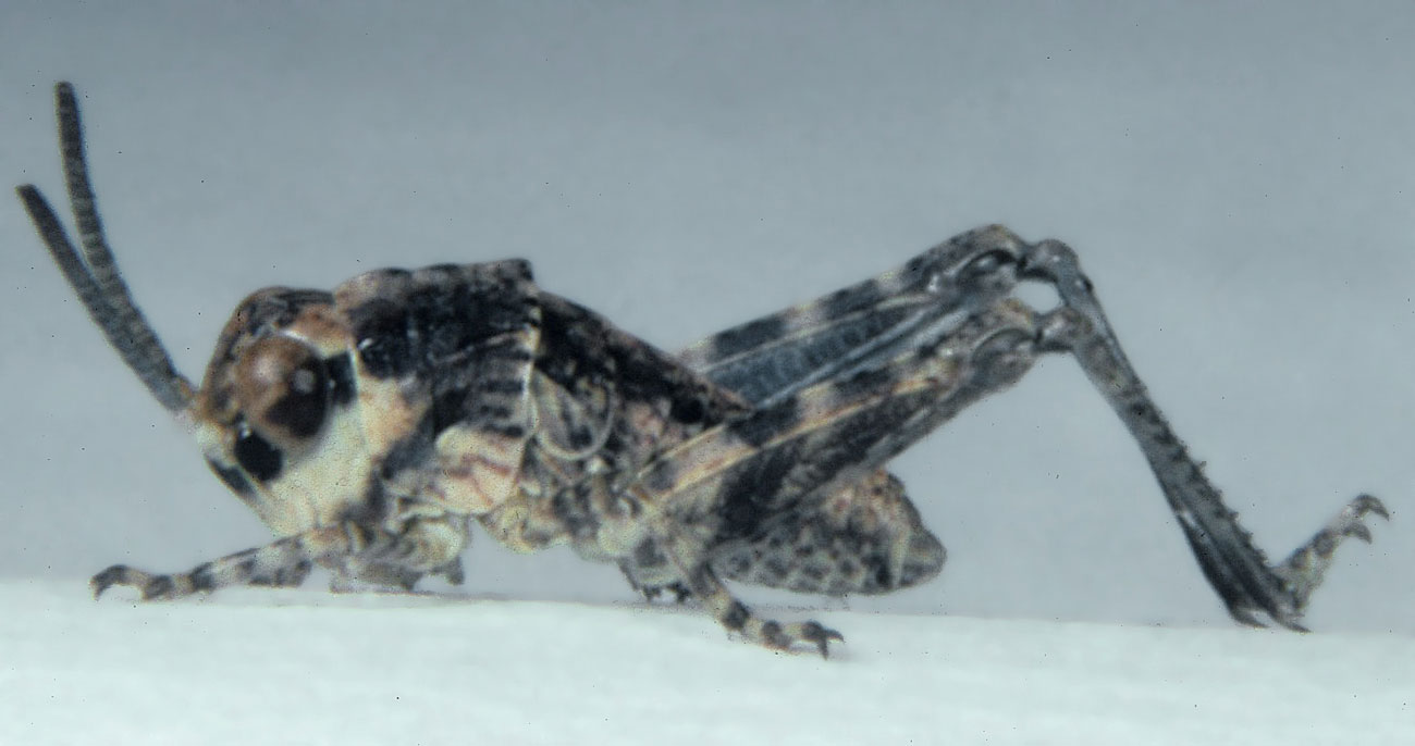  Fig. 1, first instar: BL 3.8-4.7 mm, FL 2.2-2.4 mm, AS 13-14 