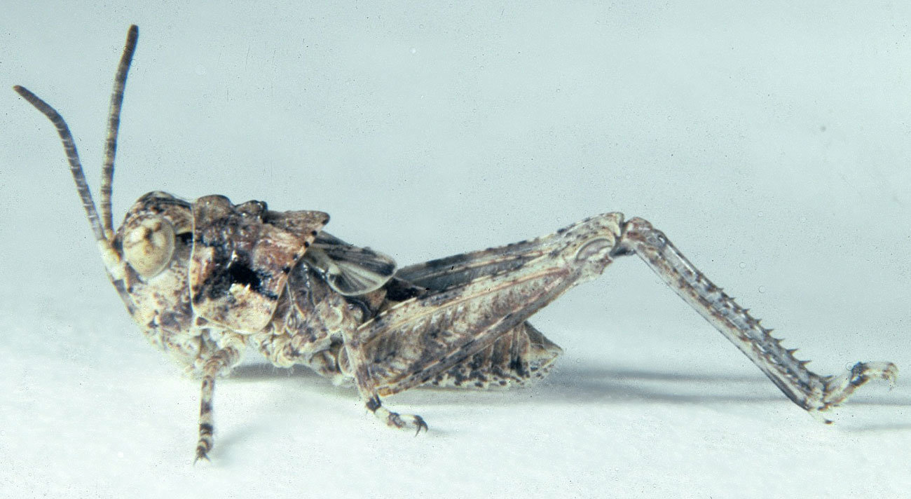  Fig. 4, fourth instar: BL 8.1-12.7 mm, FL 5.5-6.2 mm, AS 21-22 