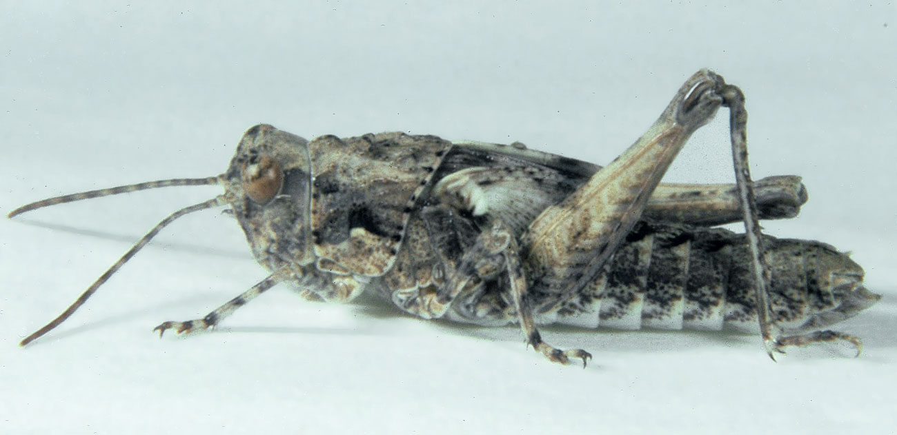  Fig. 5, fifth instar: BL 12-18.5 mm, FL 7.5-8.7 mm, AS 23-26 