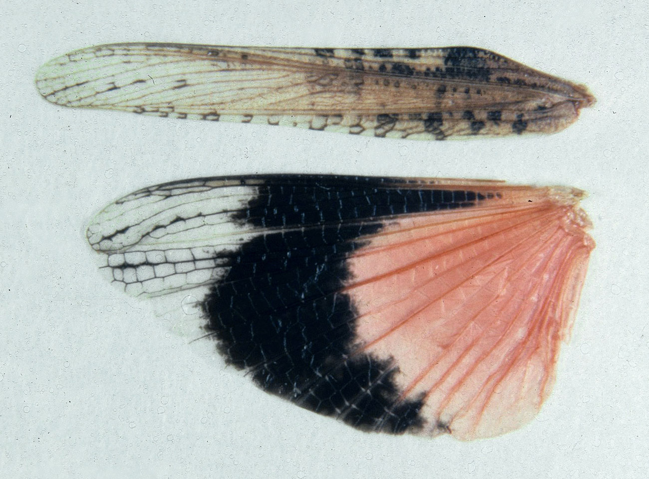  Fig. 9, spread wings of female 