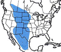  Geographic range of  Encoptolophus costalis  (Scudder) 