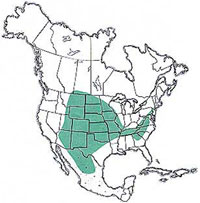 Geographic range of  Eritettix simplex  (Scudder) 