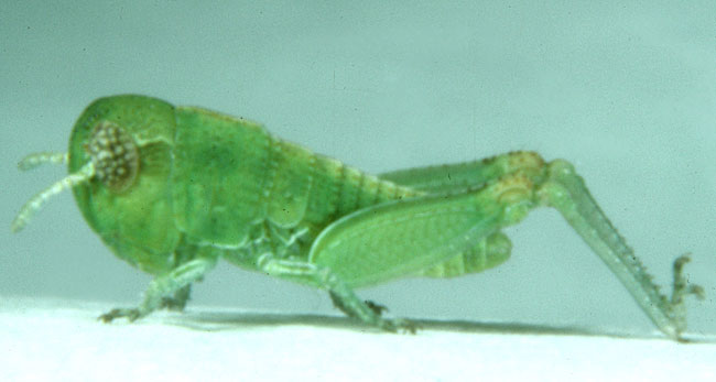  Fig. 2, second instar: BL 5.2-6.9 mm, FL 2.9-3.5 mm, AS 13-16 