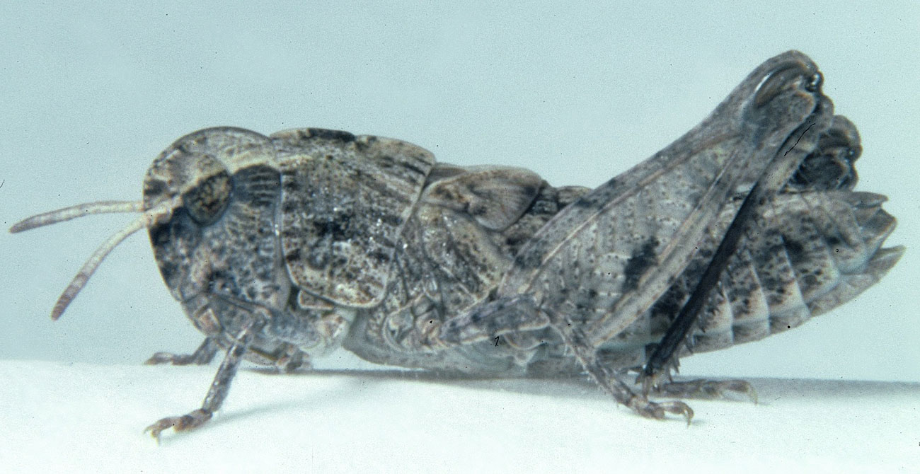  Fig. 4, fourth instar: BL 10.1-13.7 mm, FL 5.5-7.2 mm, AS 20-23 