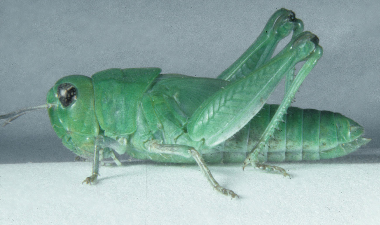  Fig. 5, fifth instar: BL 10.7-16 mm, FL 7.3-9.3 mm, AS 23-25 