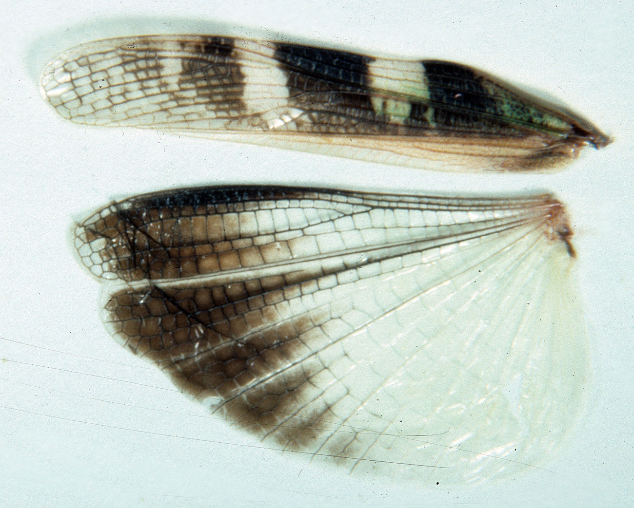  Fig. 10, spread wings of female 