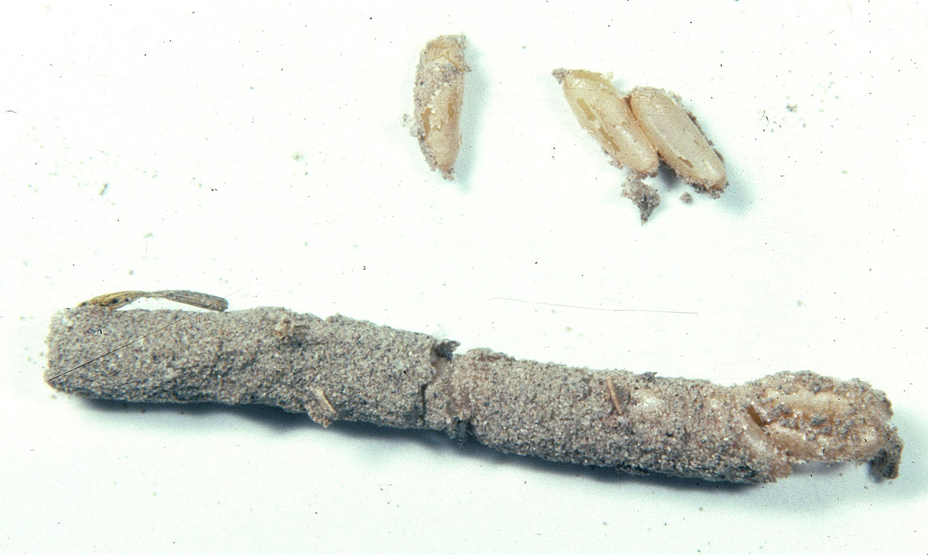  Fig. 10, egg pod and loose eggs 
