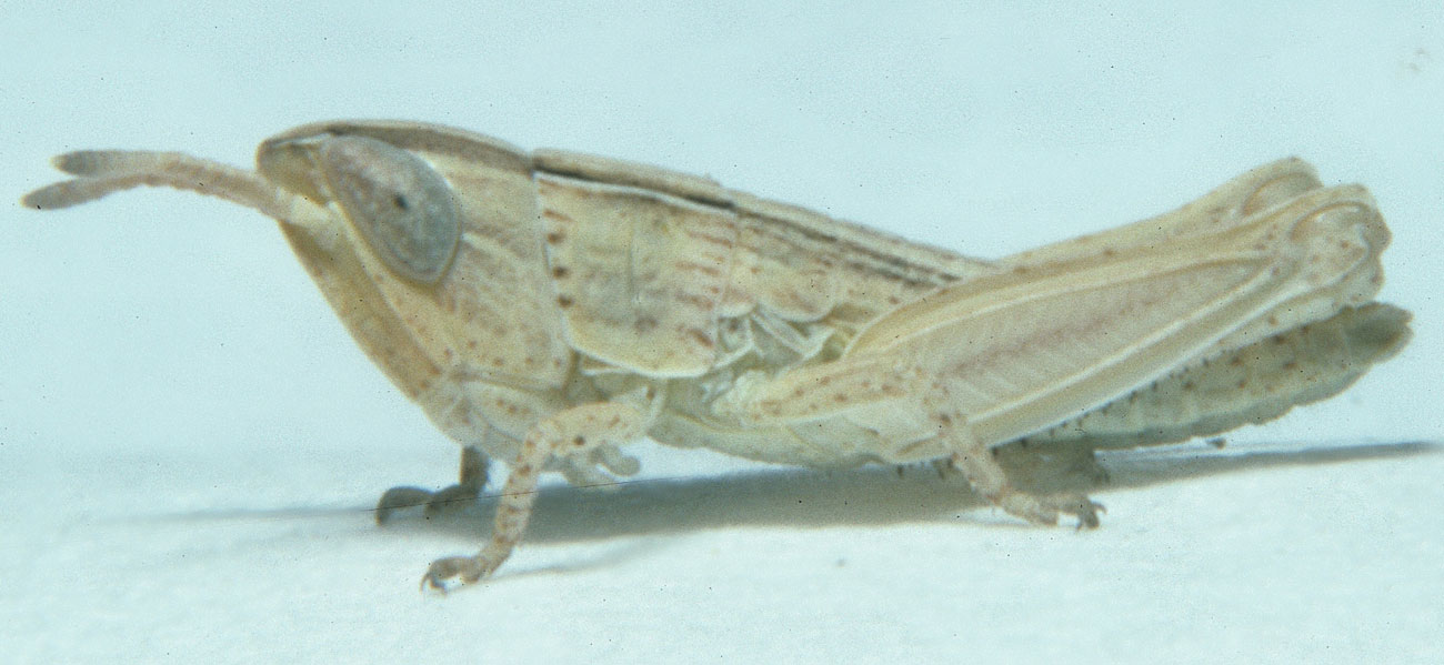  Fig. 1, first instar: BL 6.6-7.5 mm, FL 3.3-3.9 mm, AS 13-14 