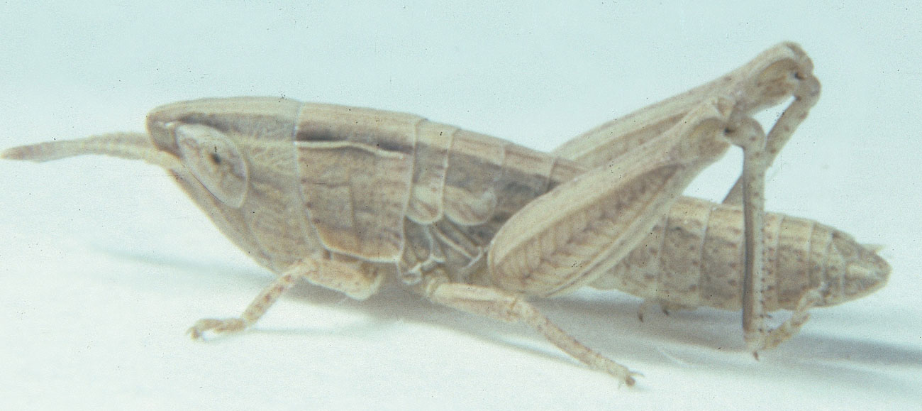  Fig. 2, second instar: BL 8.1-8.8 mm, FL 4.5-5.5 mm, AS 16-18 