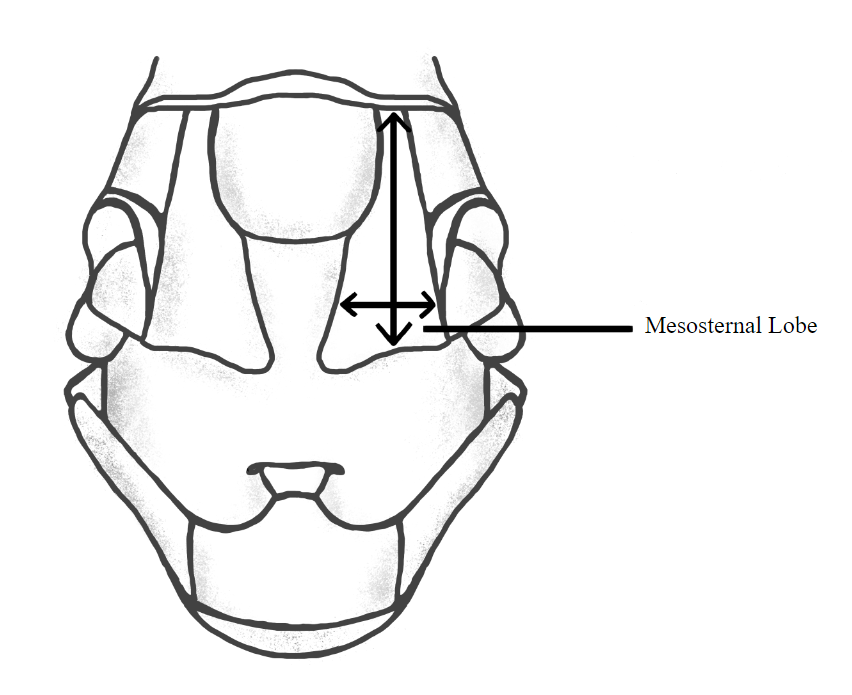  Fig. 2,nbsp;elongate mesosternal lobe found in  Schistocerca  
