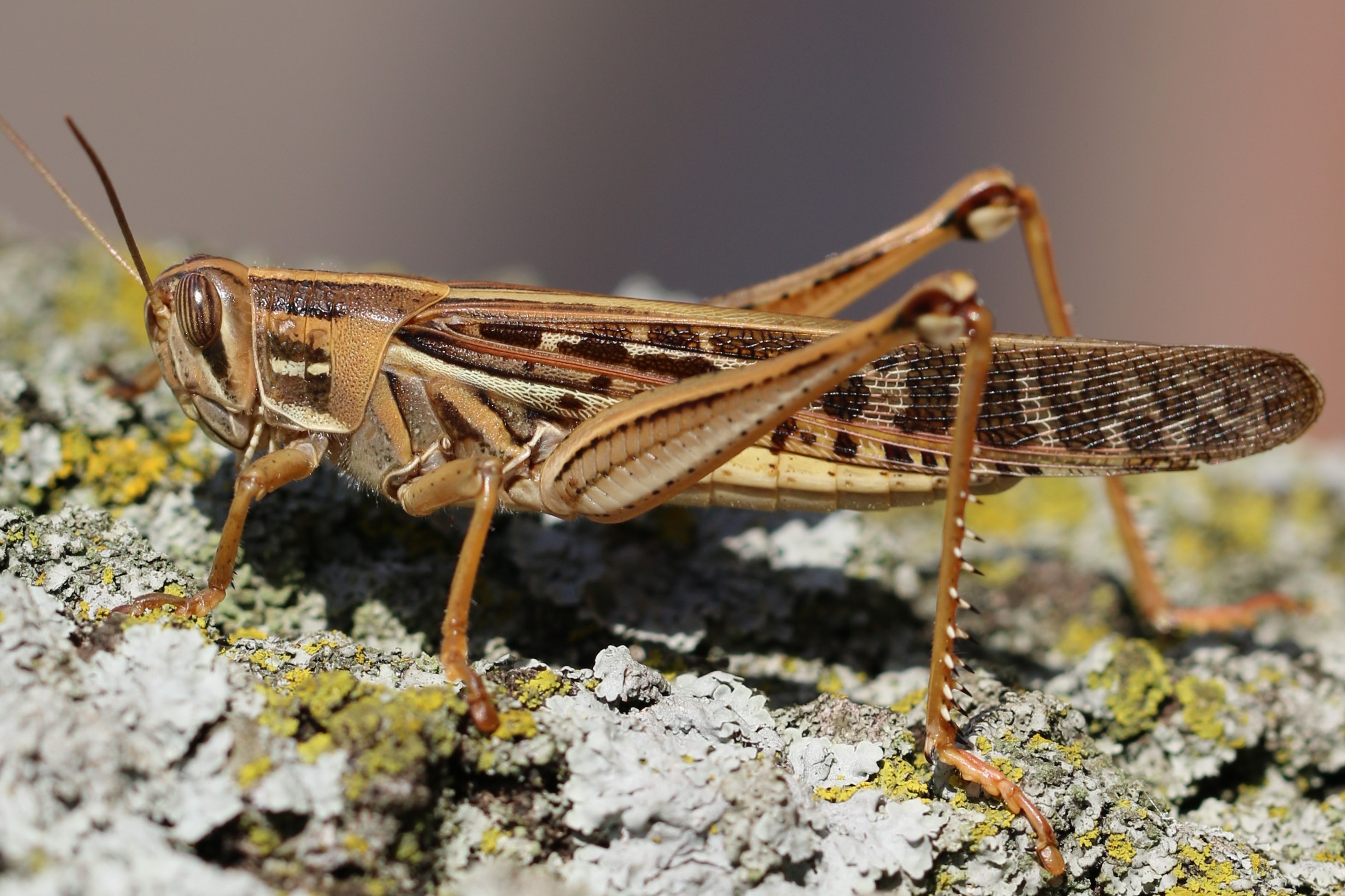  Fig. 3, male  S. americana , note the white stripes on the head, pronotum, and forewings 
