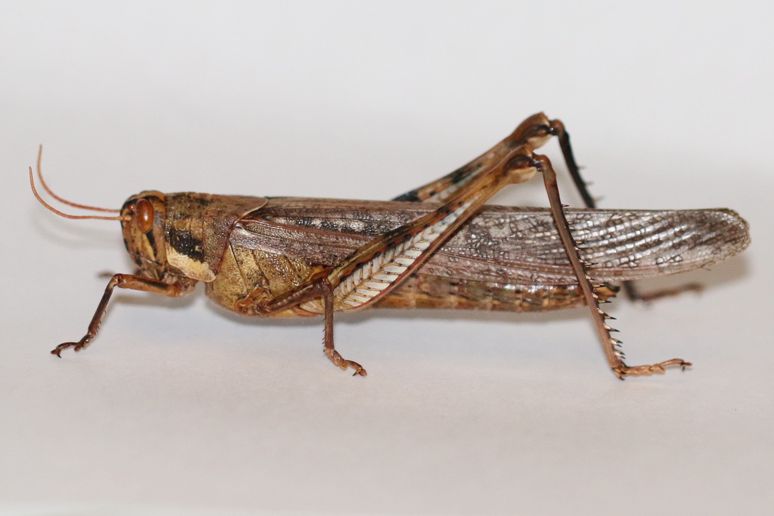  Fig. 5, female  S. nitens , note the pale bar on the side of the pronotum 
