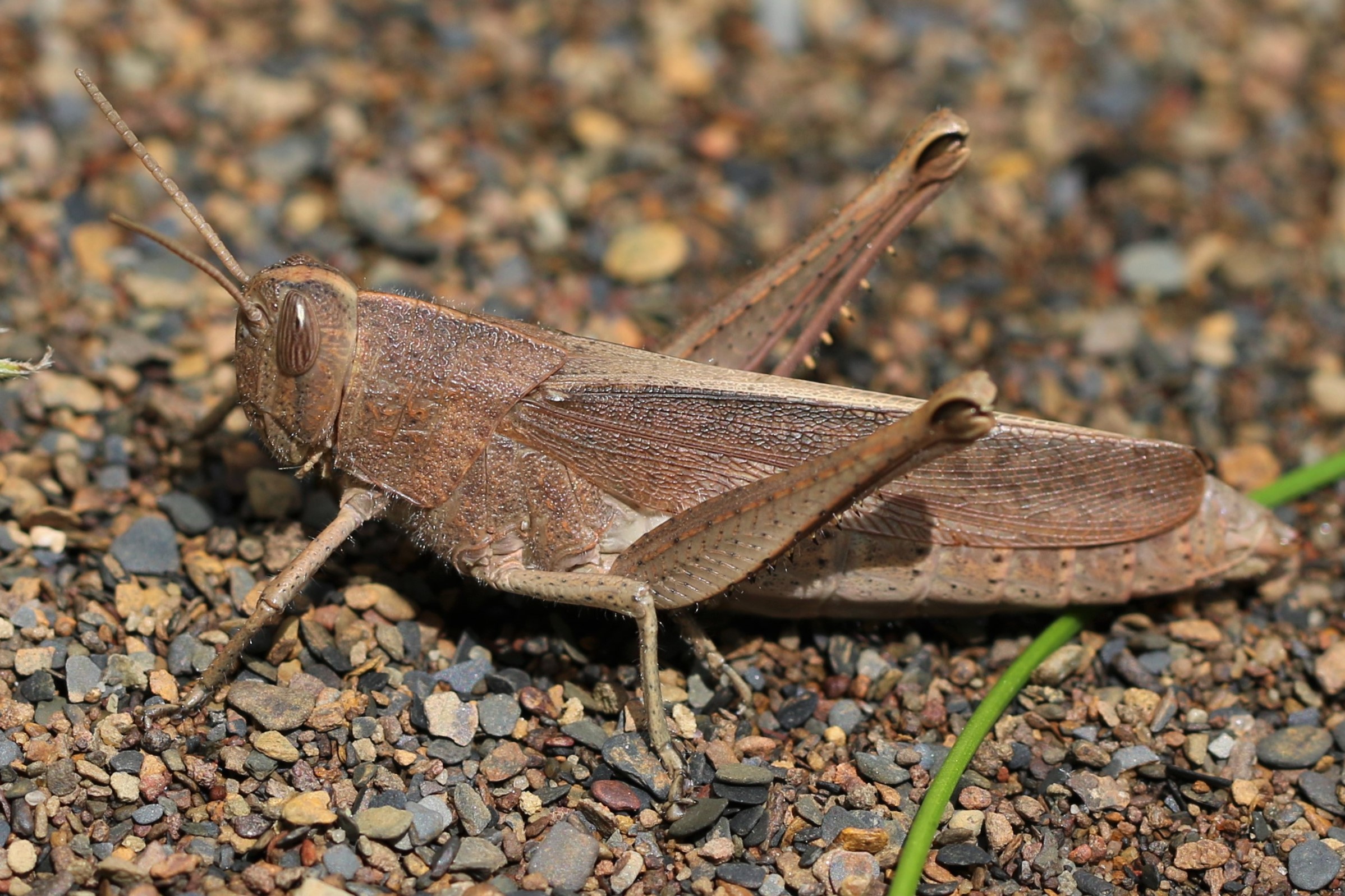  Fig. 7, female  S. damnifica , note how the abdomen extends beyond the wings 
