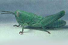  Fig. 4, fourth instar: BL 9.6-12.6 mm, FL 5.8-6.7 mm, AS 18-20 