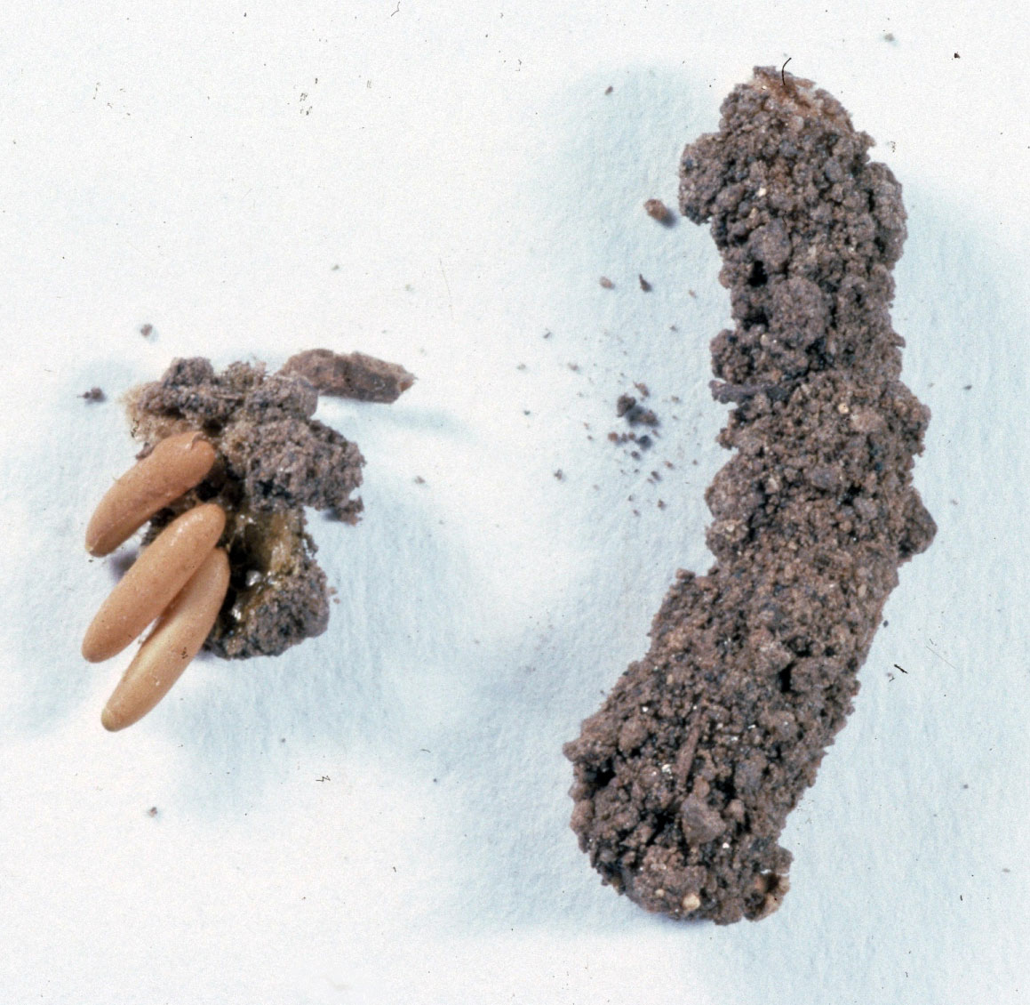  Fig. 9, egg pod and three exposed eggs 