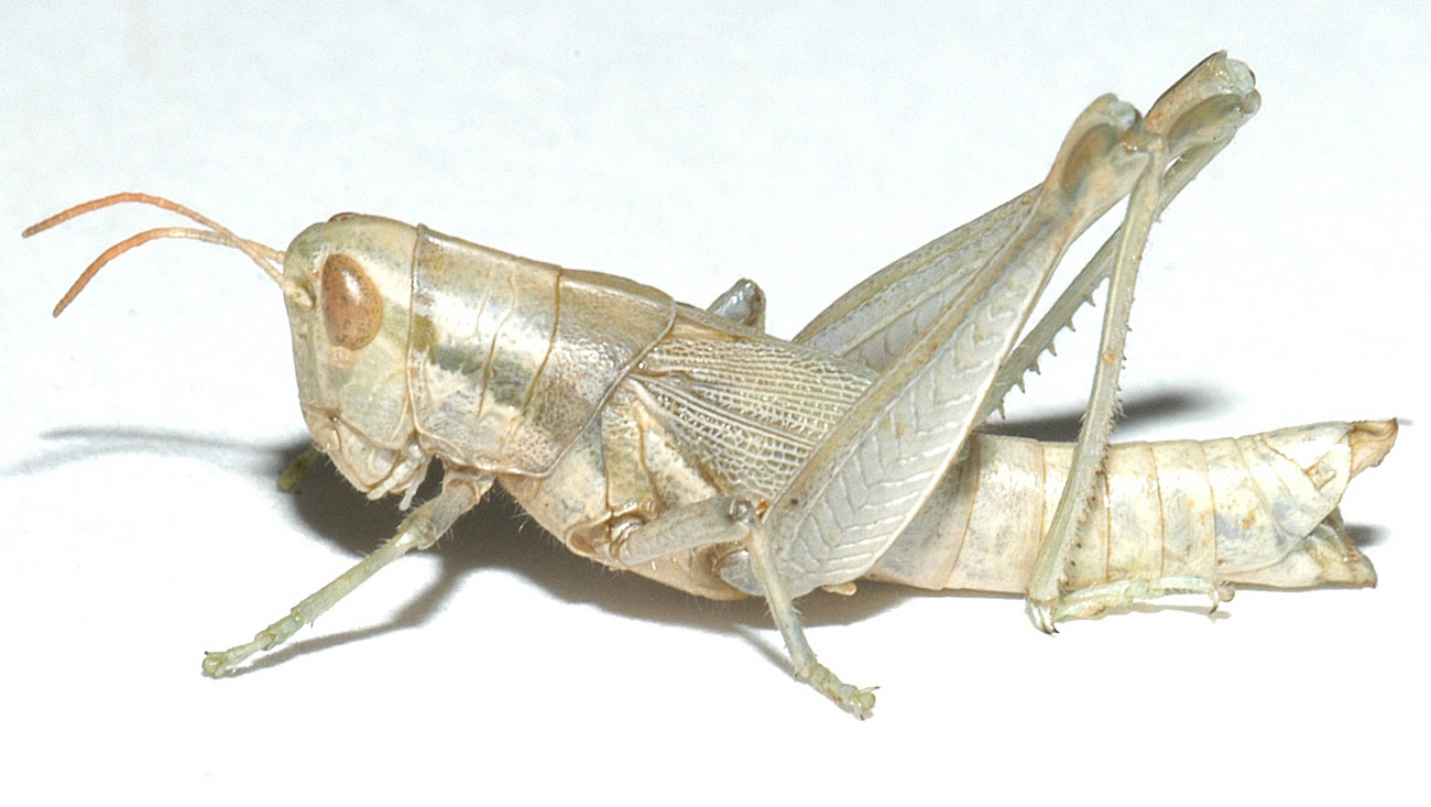 Hypochlora alba female
